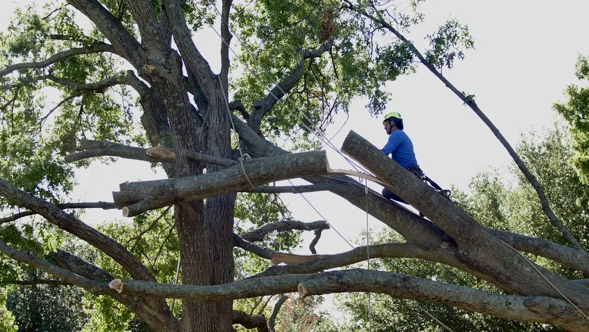 Professional Crown Thinning performed by certified arborists in Cassel
