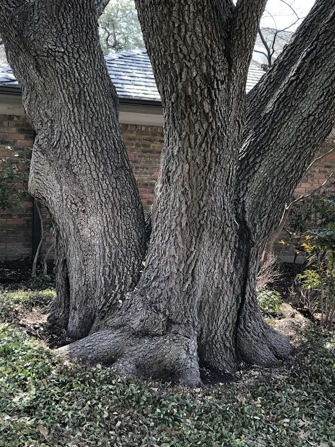 Mature heritage tree close to a Cassel property cared for by certified arborists